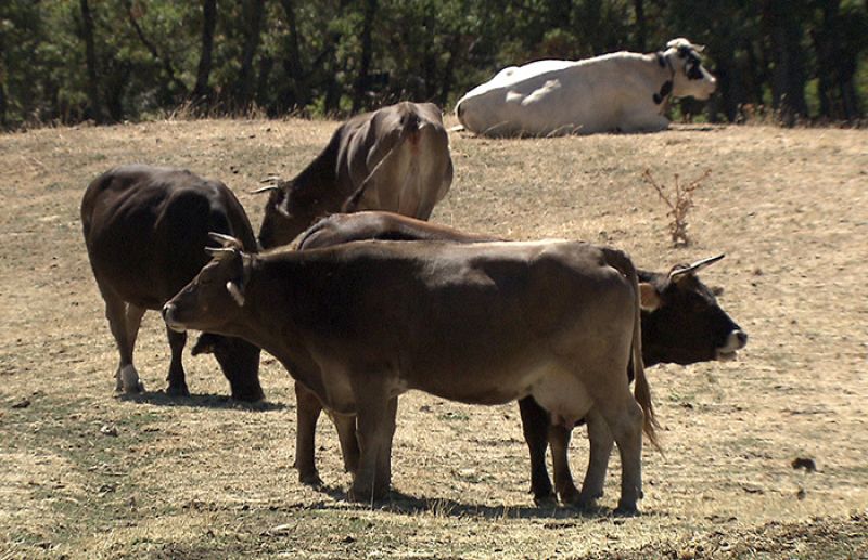 Vacas libres en una granja biodinámica
