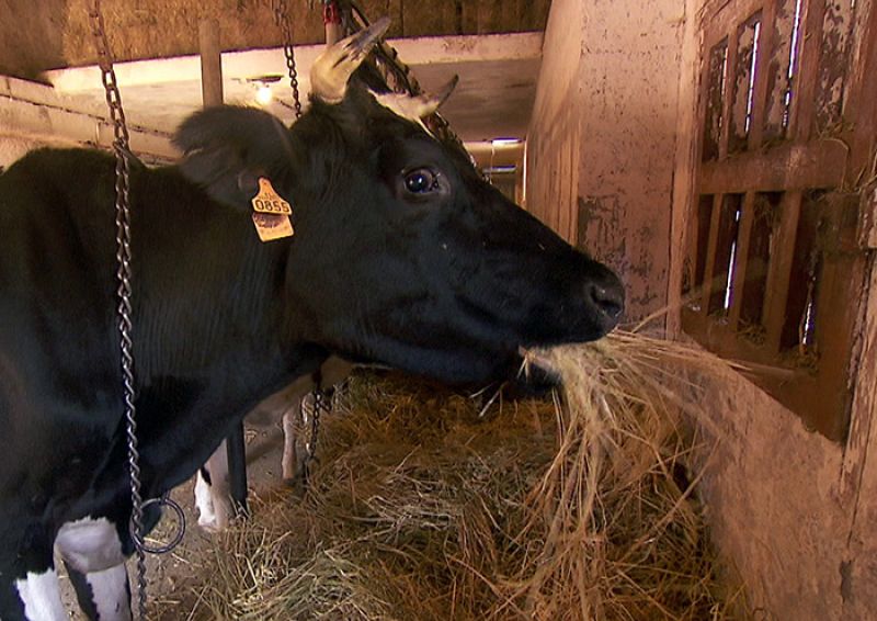 Según el forraje, las vecas emiten menos gases a la atmósfera