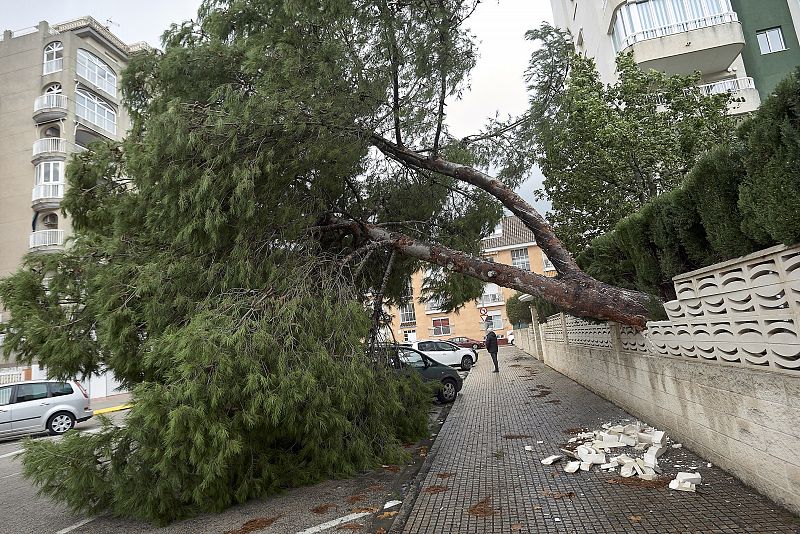 Un pino de una urbanización de la localidad de valenciana de Gandía, derribado por el fuerte temporal de lluvia y viento que afecta a la Comunidad Valenciana.