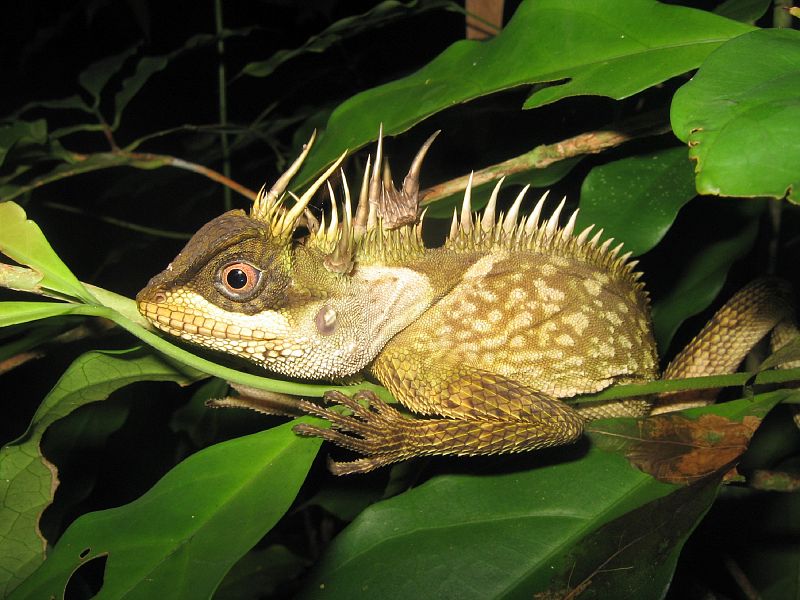 Acanthosaura phuketensis