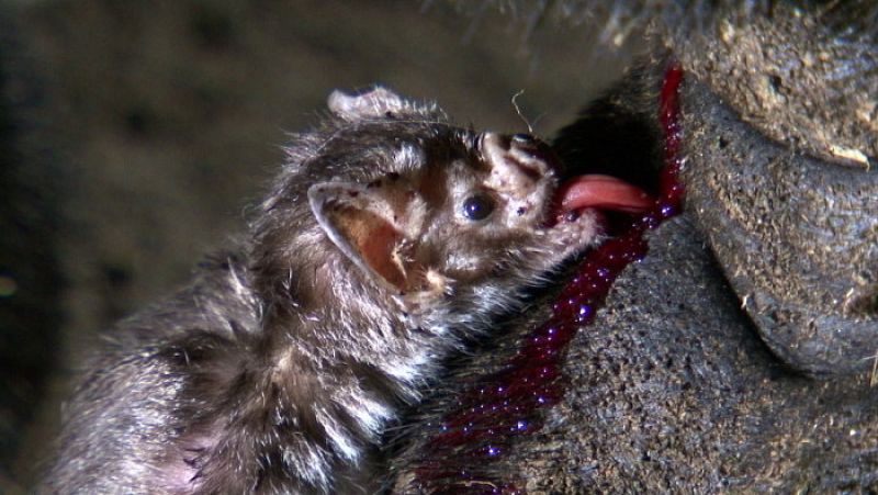 Los vampiros se nutren de sangre de otros mamíferos