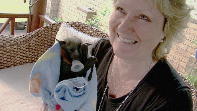 Una ONG en Australia recoge a murciélagos huérfanos para devolverlos a la naturaleza de nuevo
