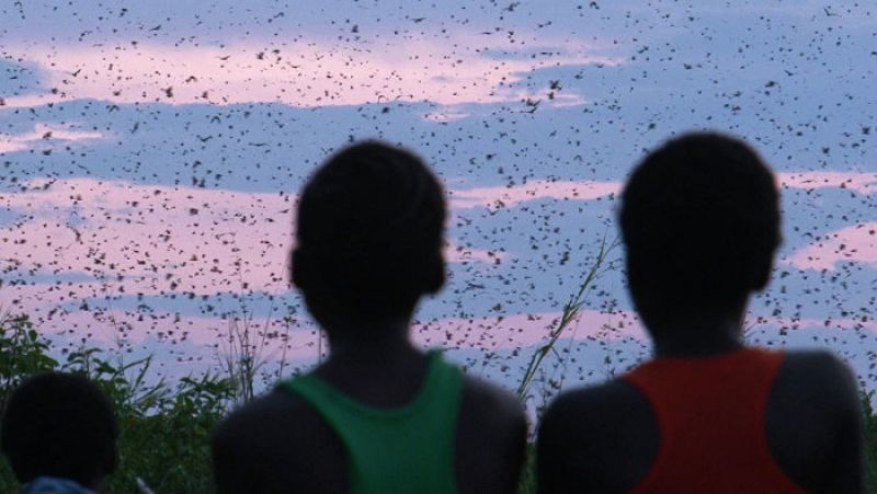 Los murciélagos polinizan los árboles autóctonos en África