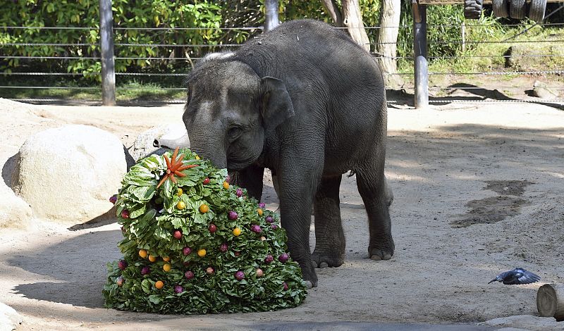 Navidad en el zoo de Melburne