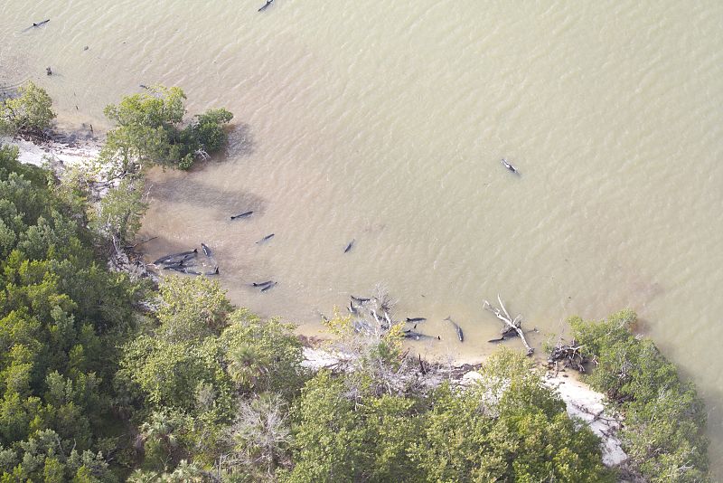 Aparecen muertas al menos 81 orcas negras en la costa sur de Florida (EE.UU.)