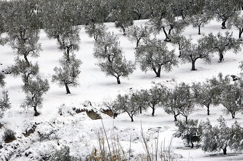 Un campo de olivos nevados en el municipio alicantino de Benassau.