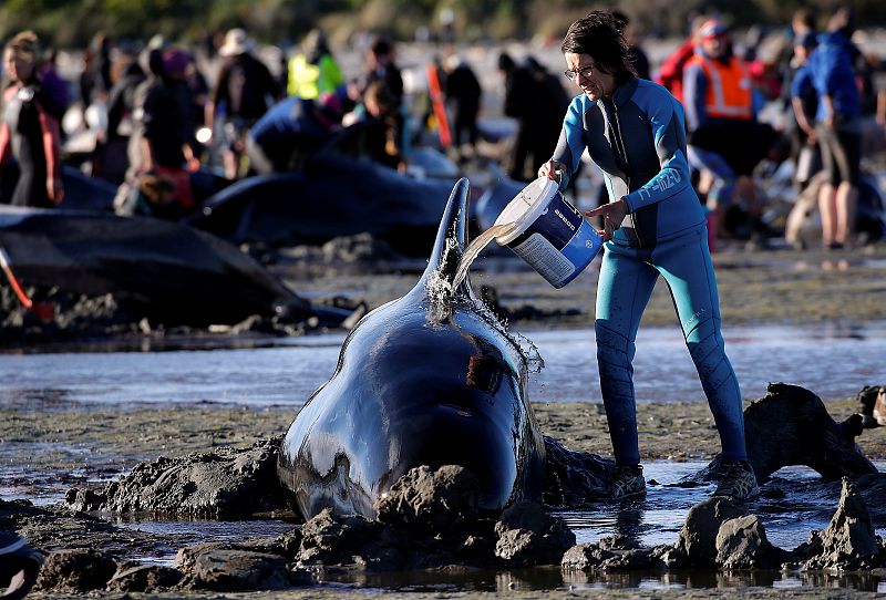 Más de 400 ballenas varadas en Nueva Zelanda