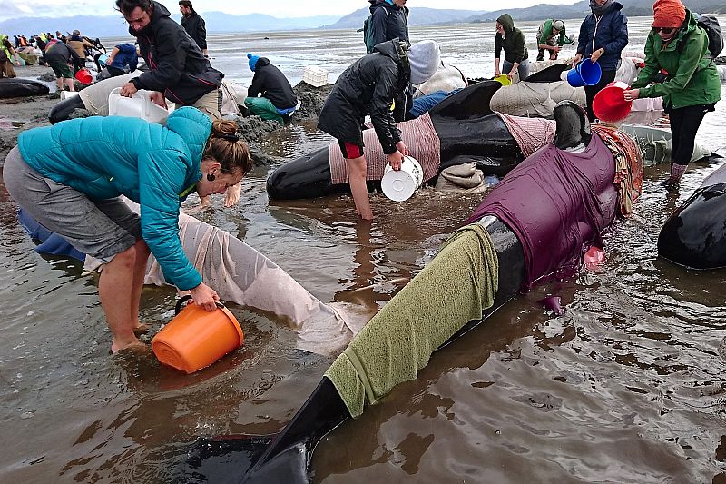 Algunos voluntarios cubren a las ballenas piloto con ropa mojada para mantenerlas húmedas