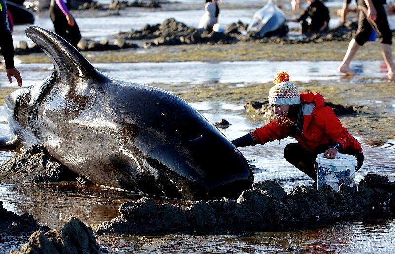 Una voluntaria humedece a una de las ballenas varadas para mantenerla viva hasta que suba la marea