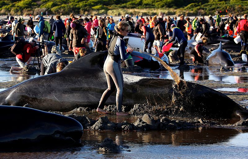 Una mujer vuelca un cubo de agua sobre una de las ballenas varadas para mantenerla con vida hasta que suba la marea