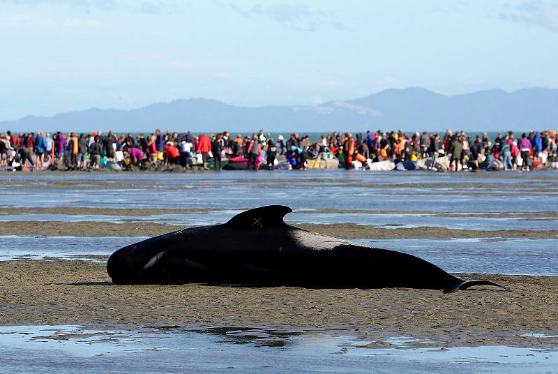 Multitud de voluntarios y ecologistas trabajan a contrarreloj para tratar de salvar a algunos de los cetáceos atrapados en una playa de Farewell Spit