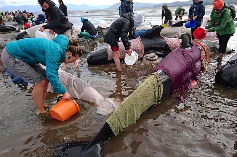 Algunos voluntarios cubren a las ballenas piloto con ropa mojada para mantenerlas húmedas