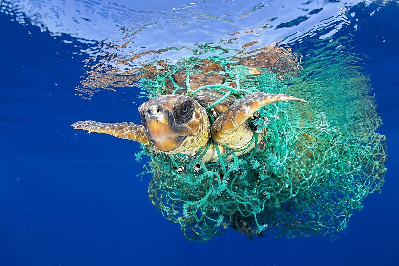 La imagen, titulada "Caretta Caretta atrapada", muestra una tortuga marina enredada en una red de pesca mientras nada en aguas de la isla de Tenerife, en las Islas Canarias (España), el 8 de junio de 2016.