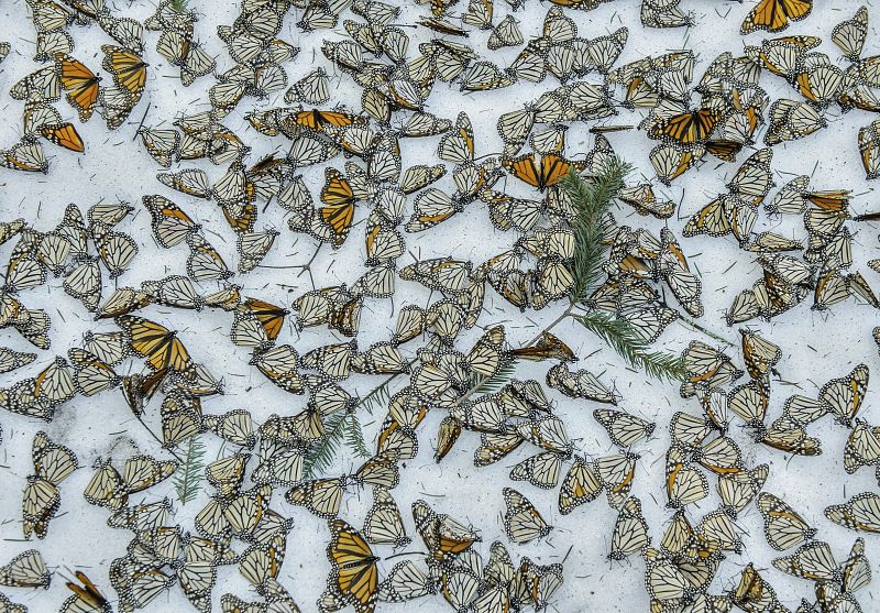 La imagen muestra un manto de mariposas monarca sobre la nieve en el santuario de mariposas de El Rosario en Michoacan (México).