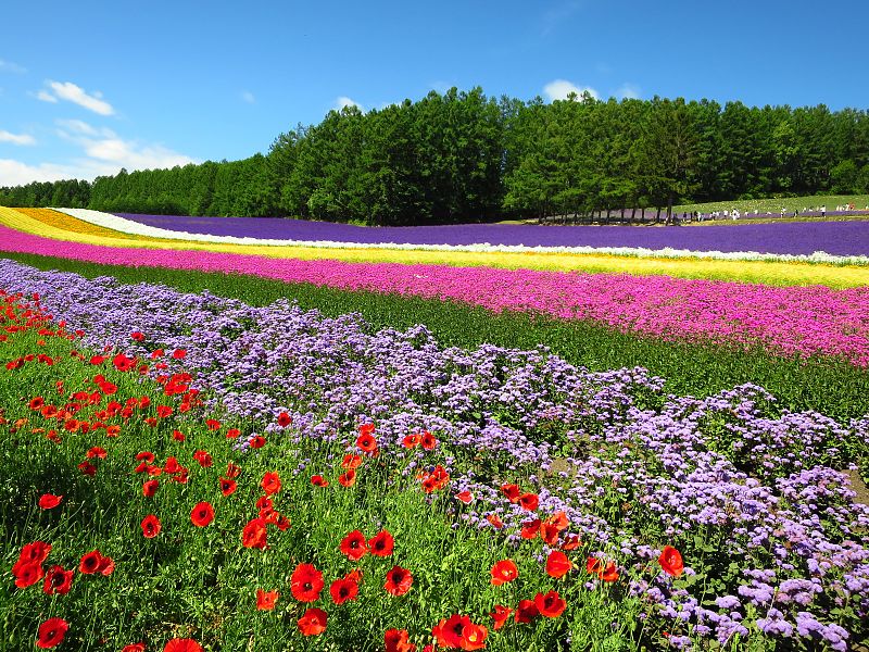 Japón Salvaje: Campos de flores creciendo en verano