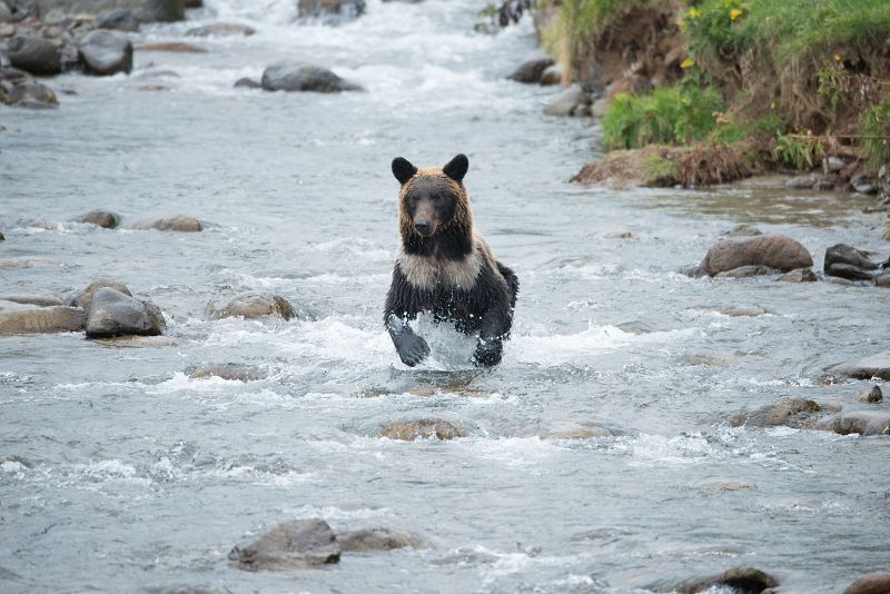 Japón salvaje: una osa marrón cazando salmón. Península de Shiretoko, Hokkaido