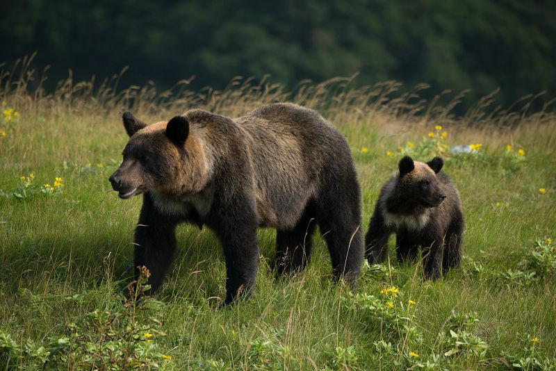 Japón salvaje: una osa adulta con su cachorro, Península de Shiretoko, Hokkaido