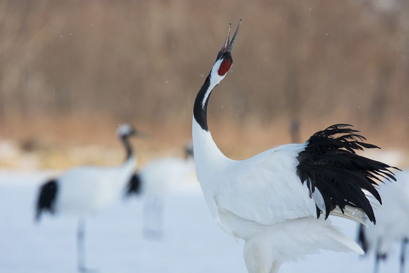 Japón salvaje: una grulla japonesa danzando. Sudeste de Hokkaido