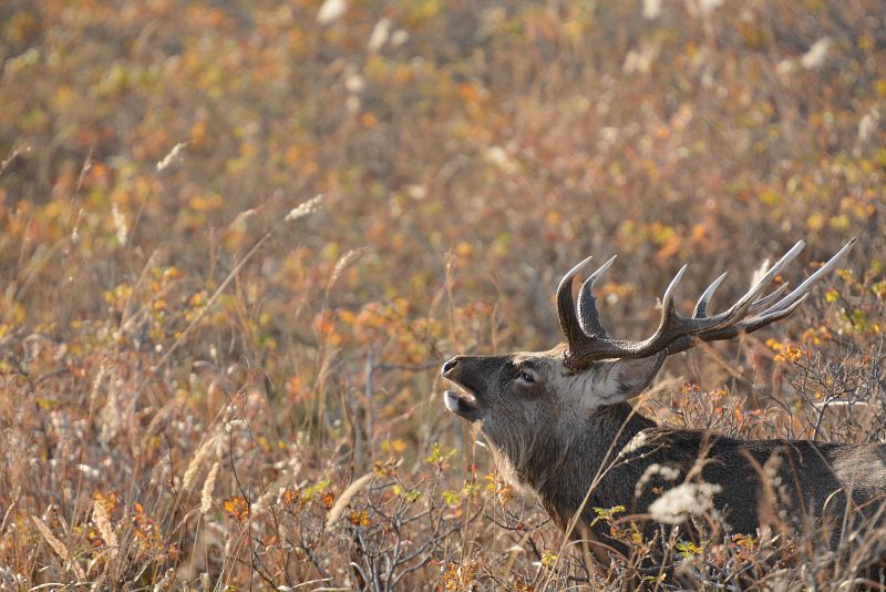 Japón salvaje: un ciervo sica macho durante la berrea de otoño. Península de Notsuke, Hokkaido