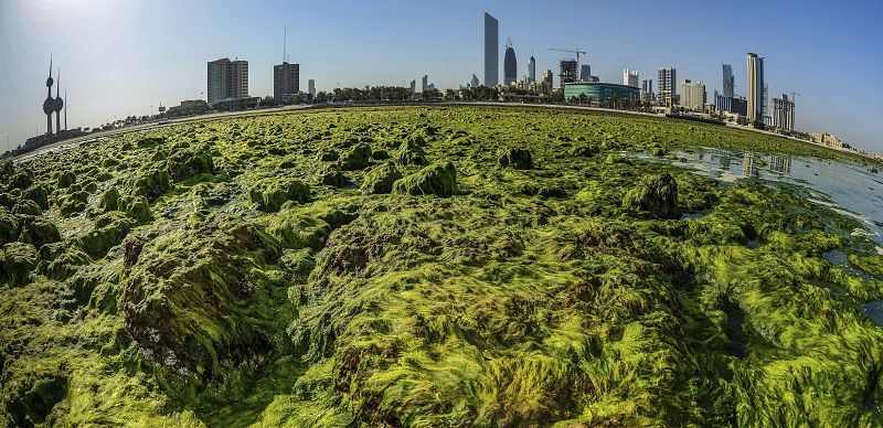 La formación de estas algas es un fenómeno que que se produce cada año en las orillas de este país.