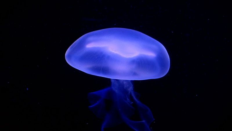 El sorprendente estrecho Skagerrak