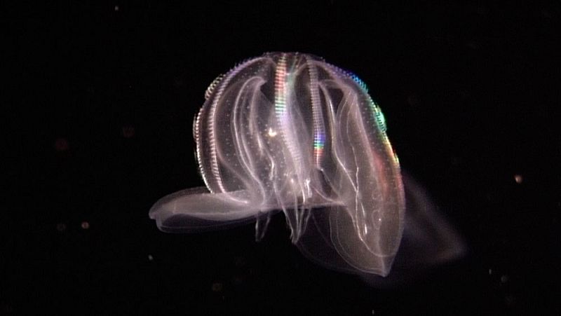 El sorprendente estrecho Skagerrak