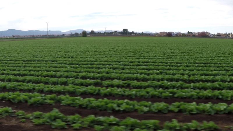 El Campo de Cartagena es, posiblemente, el regadío más productivo del país