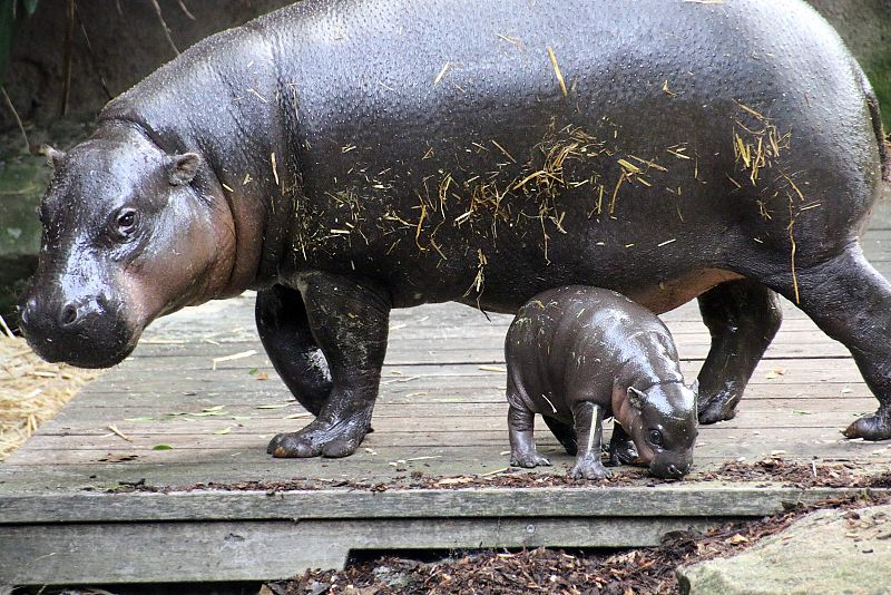 Nace un hipopótamo pigmeo, en peligro de extinción, en un zoo en Sídney