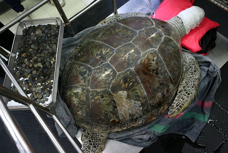 Muere la tortuga a la que sacaron 915 monedas del estómago en Tailandia