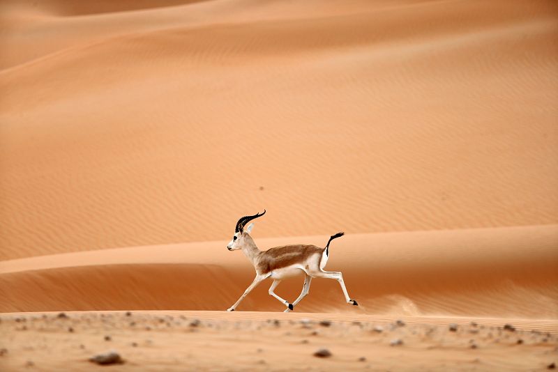 Santuario de gacelas en Arabia
