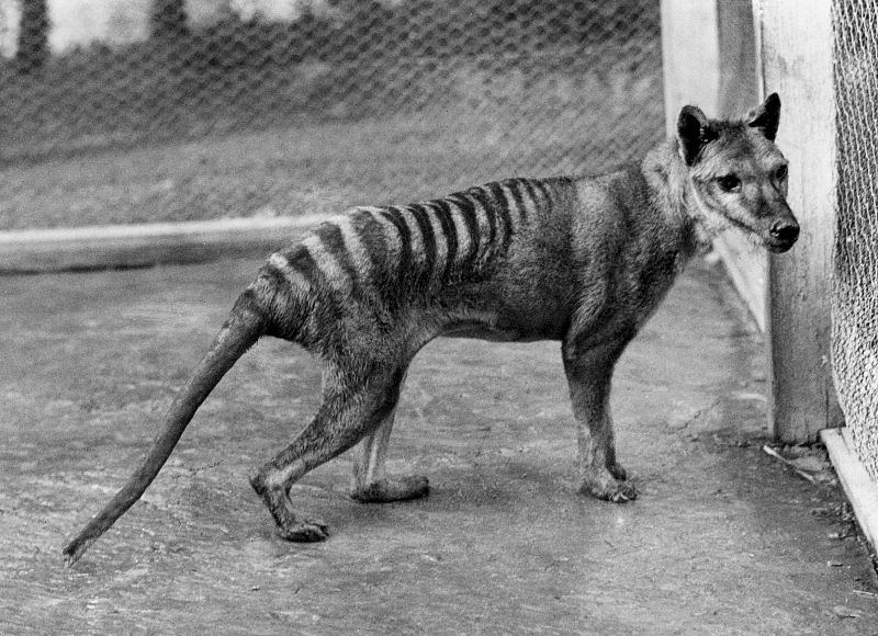 Posibles avistamientos de un tigre de Tasmania, especie que se creía extinta