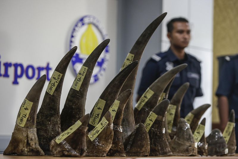 Incautan 18 cuernos de rinoceronte valorados en casi 3 millones de euros en Malasia