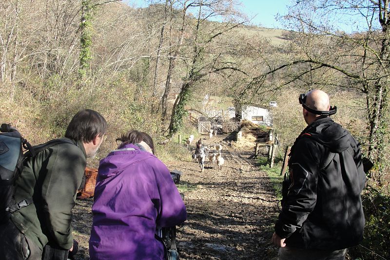 Los animales de Gaia salen al prado