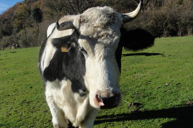 El toro Samuel, uno de los anfitriones del santuario Gaia