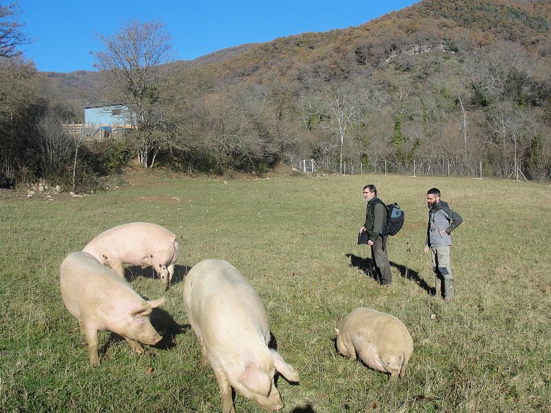 Los cerdos felices del Santuario Gaia
