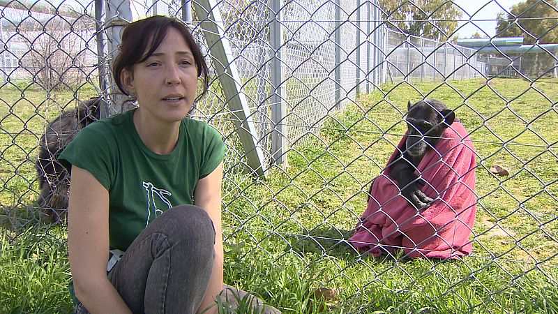 Marta Bustelo con Sandie, una de las chimpancés de Rainfer