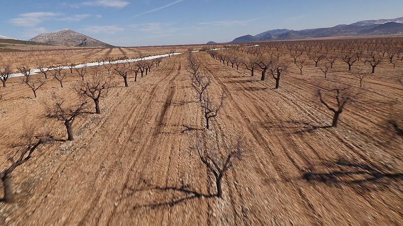 En el altiplano el cultivo  que domina  es el almendro ecológico