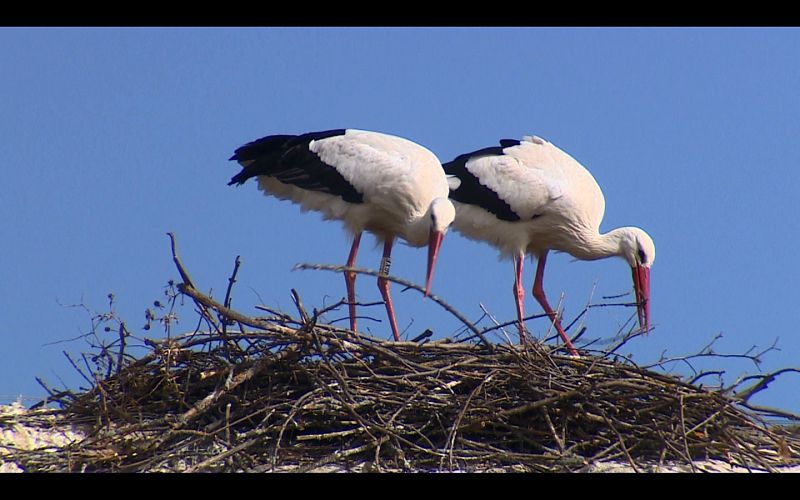 Pareja de cigüeñas construyendo su nido en El Escorial, Madrid
