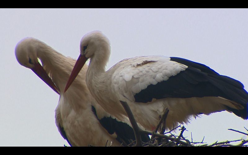 Pareja de cigüeñas en su nido