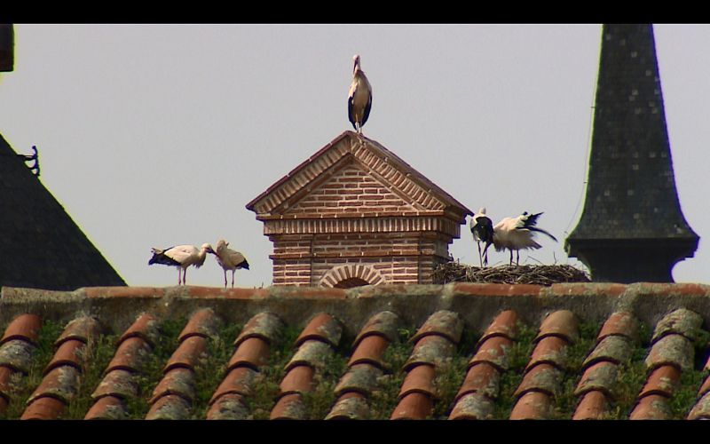 Cigüeñas en un tejado de Alcalá de Henares, Madrid