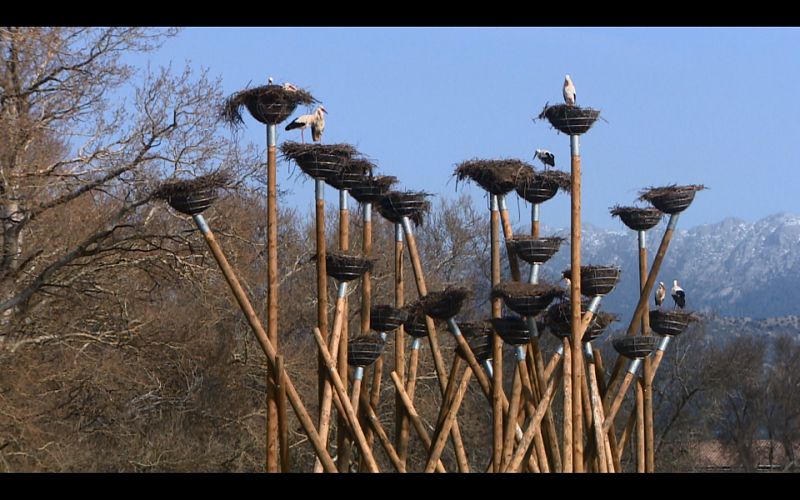 Bosque artificial para que las cigüeñas construyan sus nidos en El Escorial, Madrid