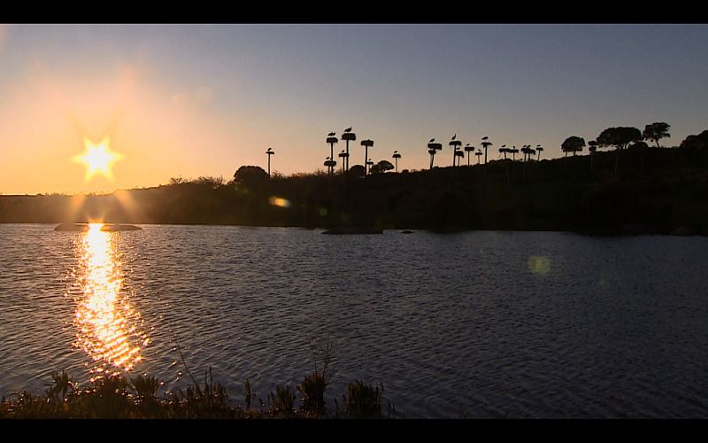 Cigüeñas en Los Barruecos, Cáceres, en un bosque artificial para nidos.