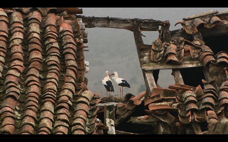 Cigüeñas en su nido en el casco urbano de El Espinar, Segovia