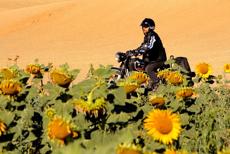 En primavera el campo español restalla de color abriendo los girasoles