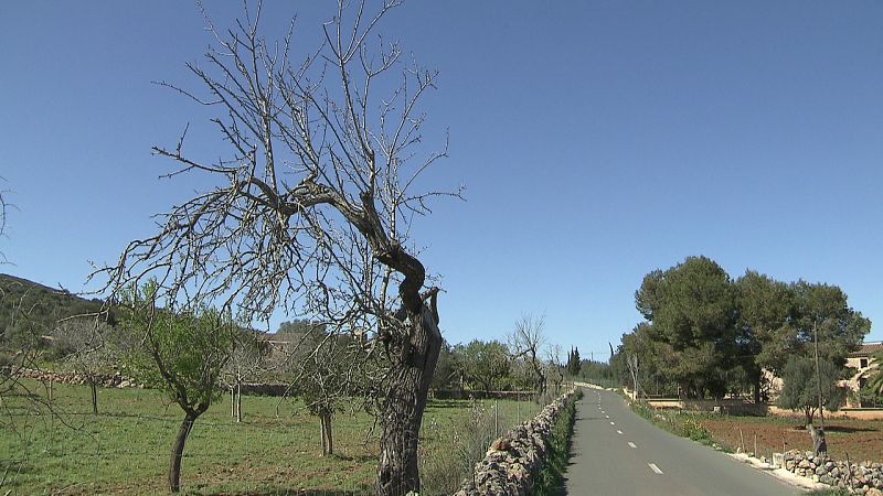 El paisaje mallorquin empieza a estar plagado de almendros muertos
