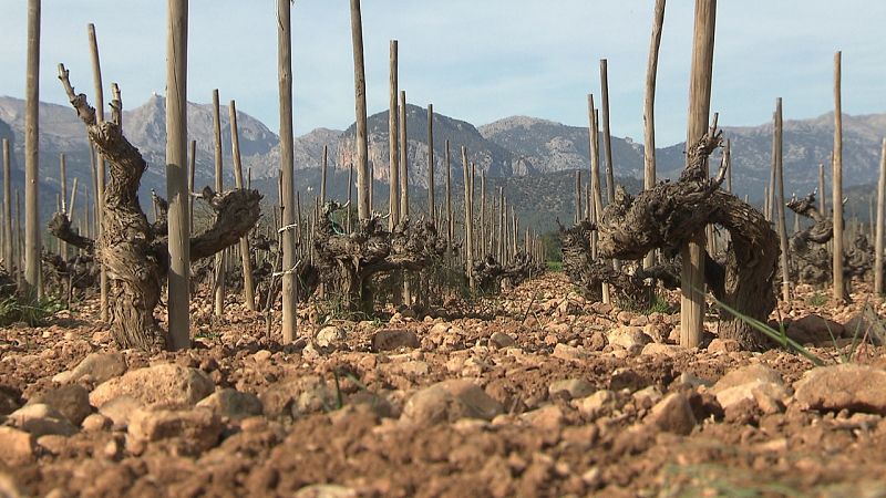 En Mallorca, la vid no sufre la infección de  xylella fastidiosa