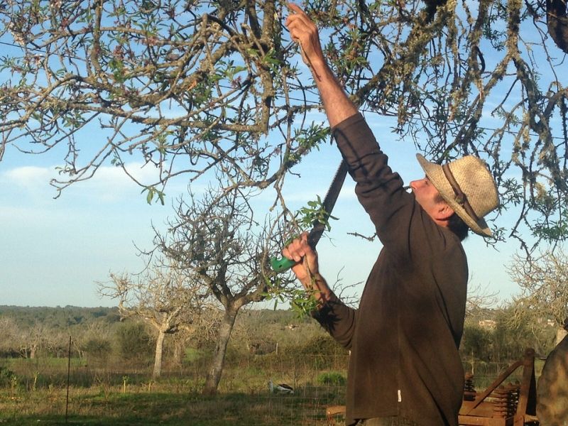 El payés Biel Torrens cree que hay que empezar a plantar nuevos almendros