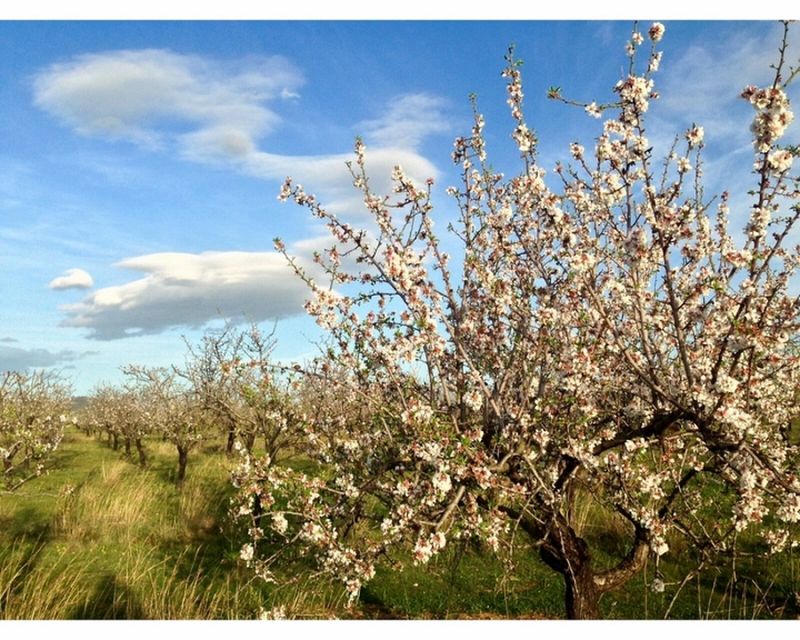 Los almendor en flor son un atractivo turístico amenazado por la bacteria