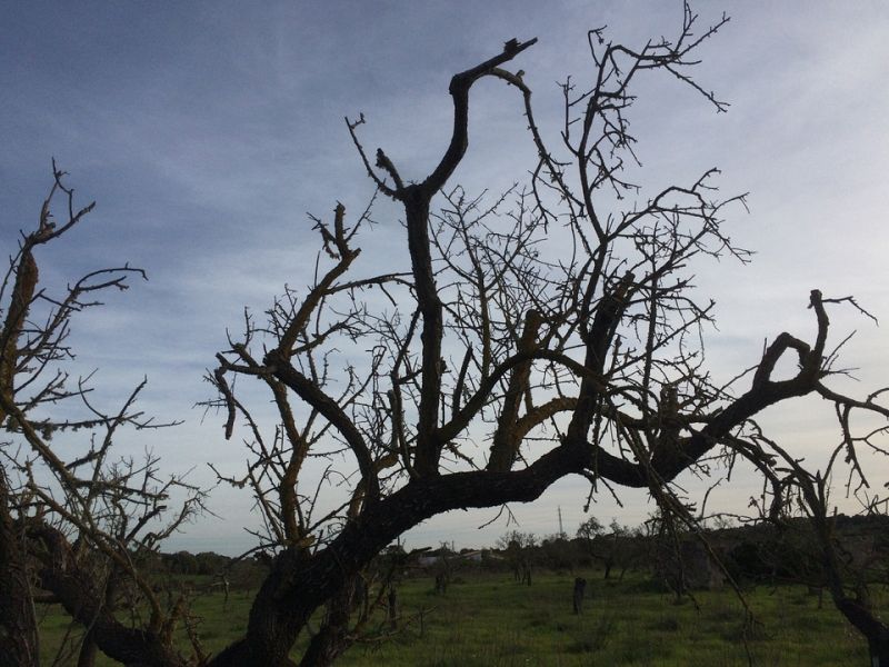 La xylella fastidosa está matando los  almendros mallorquines