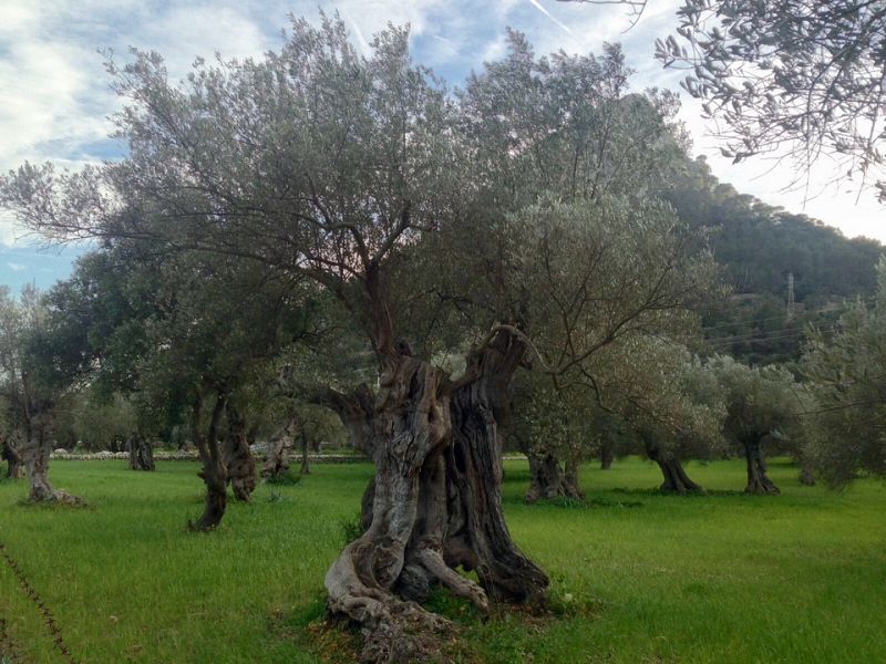 Los olivos bien cuidados pueden resistir a la xylella